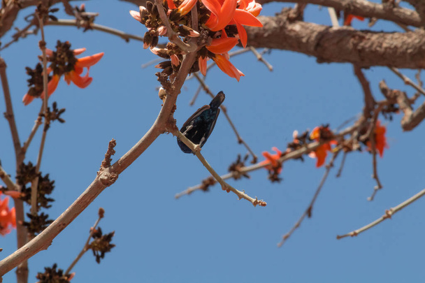 Een prachtige Purple Sunbird met scherpe snavel zittend op de Cotton Silk tree in Zoology concept. - Foto, afbeelding