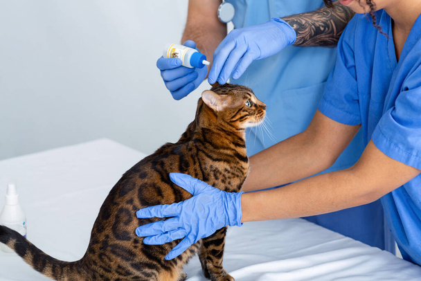 Oorinfectie behandeling voor katten. Dierenartsen met druppels op hun patiënt in de dierenkliniek, close-up - Foto, afbeelding