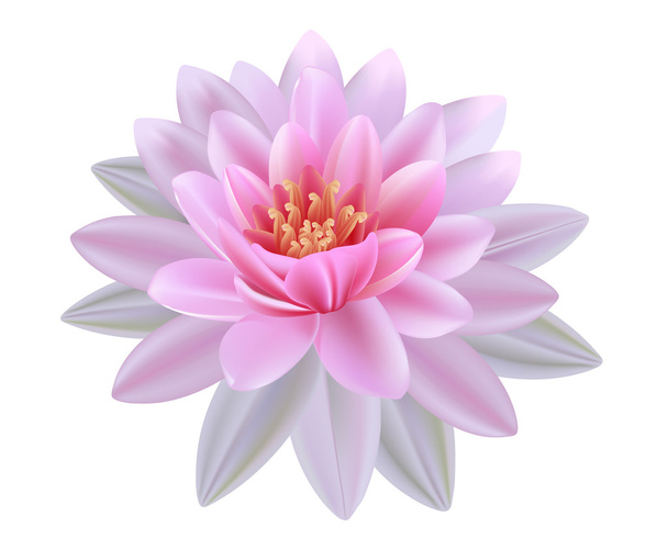 Lotus Flower - Vettoriali, immagini