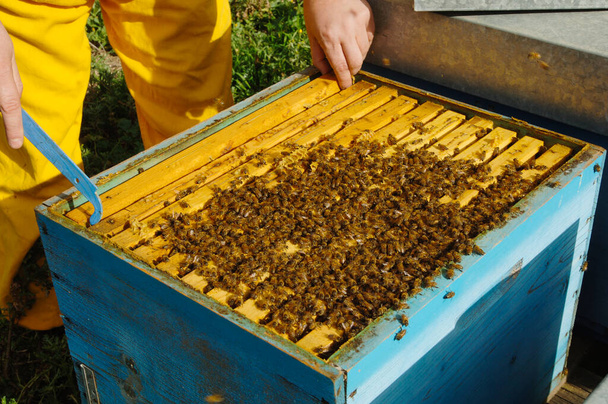 um apicultor verifica suas colmeias para ver se as abelhas produziram mel
 - Foto, Imagem