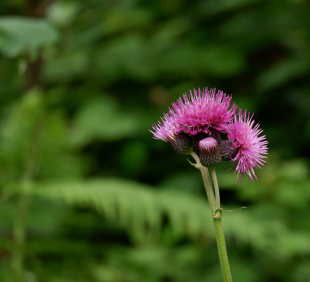 Trnité purpurové květy. Kvetoucí léčivé rostliny lopuch (Arctium lappa, větší lopuch, jedlý lopuch, žebráci knoflíky, trnité burr, šťastný major) - Fotografie, Obrázek