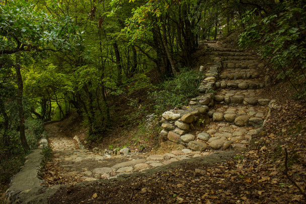 bos bos groen landschap pad weg met trappen en plaveien weg voor wandelen in frisse natuurlijke omgeving - Foto, afbeelding