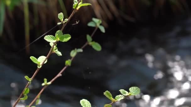 The first green leaves on a branch. Thin web. Blurred river background with sun reflection - Кадры, видео
