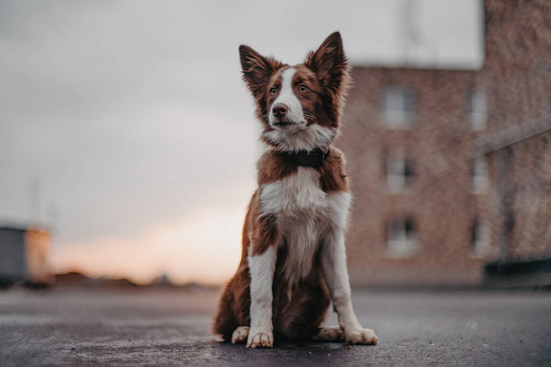 The dog is sitting and looking. Front view. Border Collie puppy. - Fotografie, Obrázek
