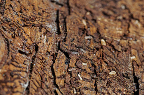 Treebark with Parasite bark beetle - Photo, Image