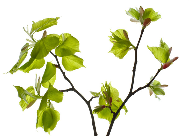Линденская ветвь с молодыми листьями и бутонами
. - Фото, изображение