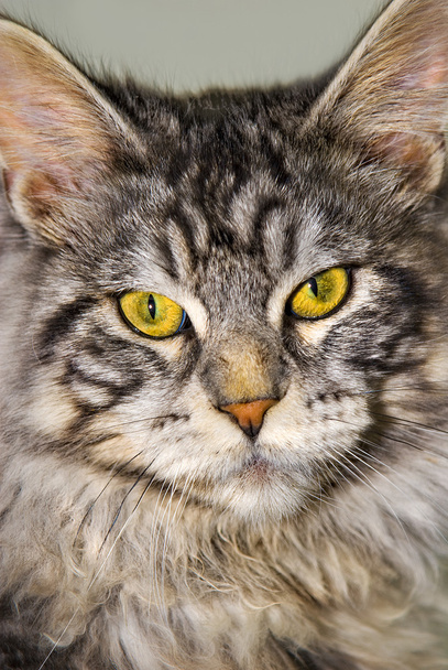 портрет котячої кішки
 - Фото, зображення