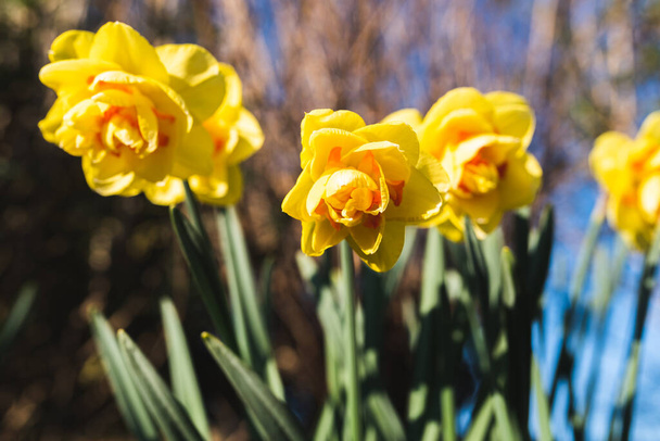 Sarı nergis Narcissus baharda çiçek verir. Seçici odaklı doğa çiçekleri arka planı. - Fotoğraf, Görsel