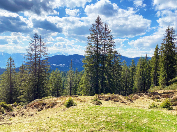 Evergreen forest or coniferous trees on the slopes of the Pilatus massif and in the alpine valleys below the mountain peaks, Alpnach - Canton of Obwalden, Switzerland (Kanton Obwalden, Schweiz) - Foto, Imagen