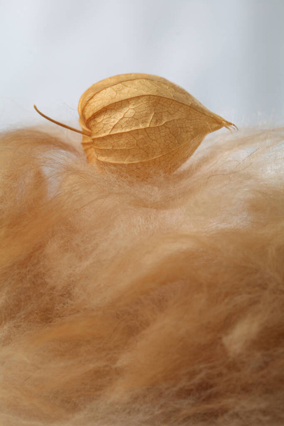 Dry physalis plant close-up and dog hair. Minimalism style - Photo, Image