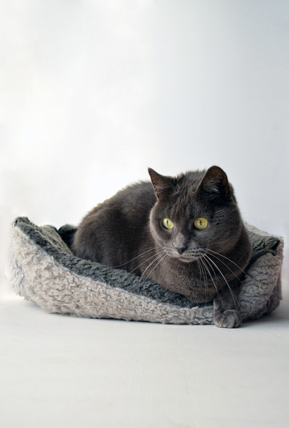 Gray cat - Photo, Image