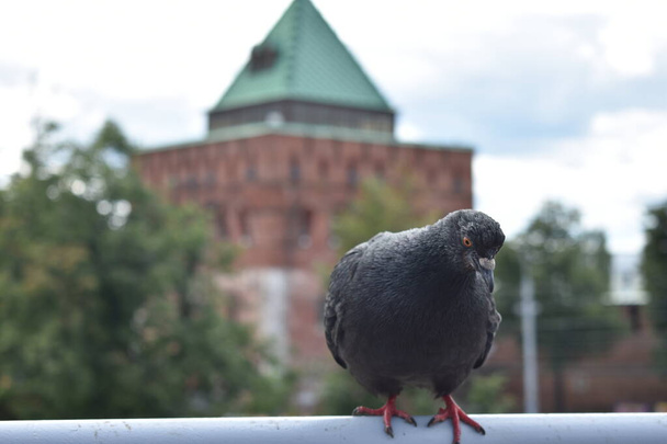 paloma pájaro sobre el telón de fondo del Kremlin
 - Foto, imagen