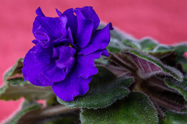 kwiat domu fioletowy w garnku na czerwonym tle wewnątrz zdjęcie - Zdjęcie, obraz