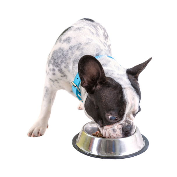 Bulldog francese con la sua ciotola
 - Foto, immagini