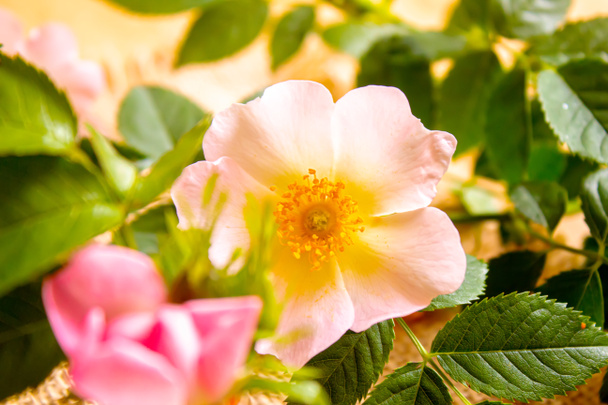 Rosa de rosa óleo essencial rosehip Focus.nature seletivo
 - Foto, Imagem