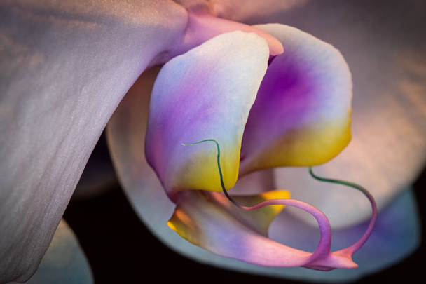 Interieur close-up shot van het centrum van een prachtige moth orchidee - Foto, afbeelding
