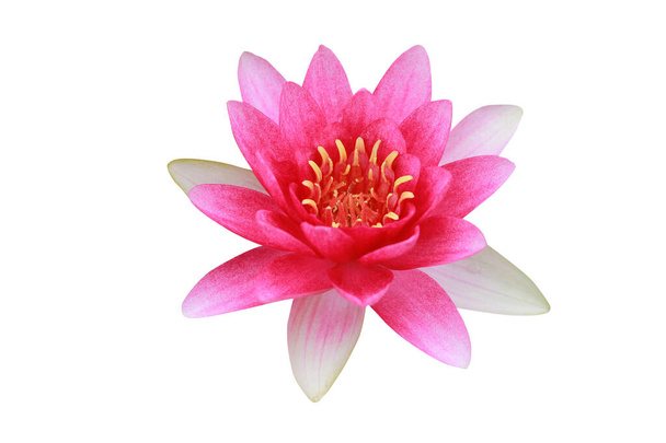Lotus bloem geïsoleerd op witte achtergrond. - Foto, afbeelding