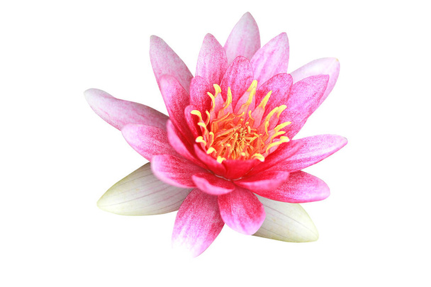 Lotus květ izolované na bílém pozadí s výstřižkem cesta. - Fotografie, Obrázek