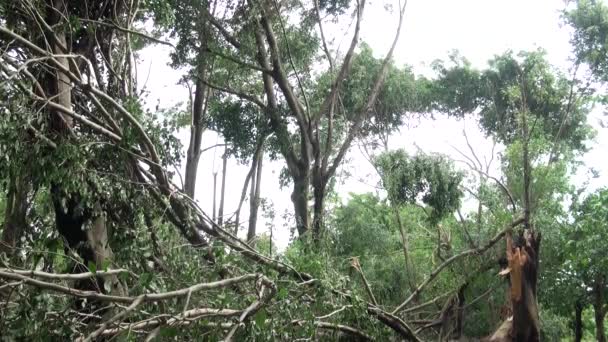 Padlé stromy a trosky z Daan parku zničil tajfun Soulik, v Taipei, Tchaj-wan2013. Ideální pro videa o přírodních katastrofách, tajfunech, monzunech, hurikánech. - Záběry, video