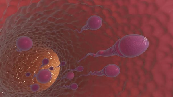 Sperm and egg cell on microscope. Scientific background. 3d illustration - Photo, Image