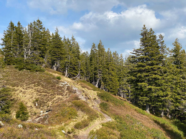 Las Evergreen lub drzewa iglaste na zboczach masywu Pilatus i w dolinach alpejskich poniżej szczytów górskich, Alpnach - Kanton Obwalden, Szwajcaria (Kanton Obwalden, Schweiz) - Zdjęcie, obraz