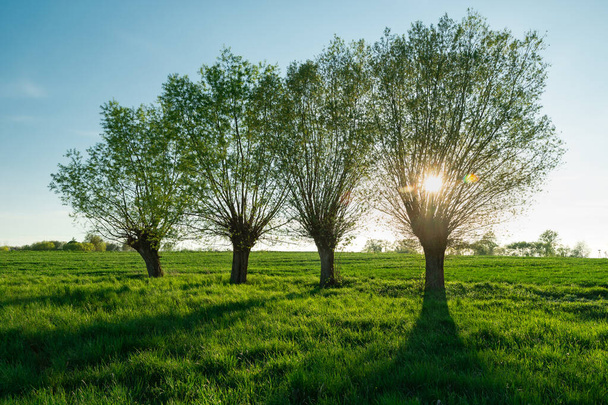 柳の木の後ろの太陽と緑の牧草地、春の景色 - 写真・画像