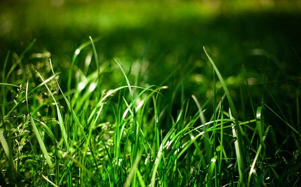 Зеленый травяной фон в солнечный летний день в парке - Фото, изображение