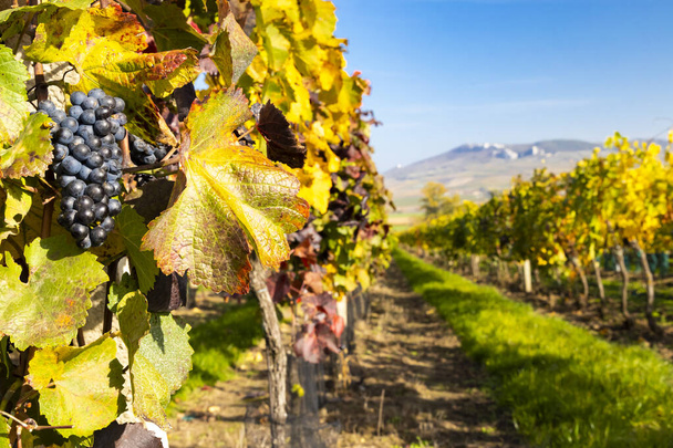 Виноградники в районе Долни Дунайовице в районе Палава, Южная Моравия, Чехия - Фото, изображение