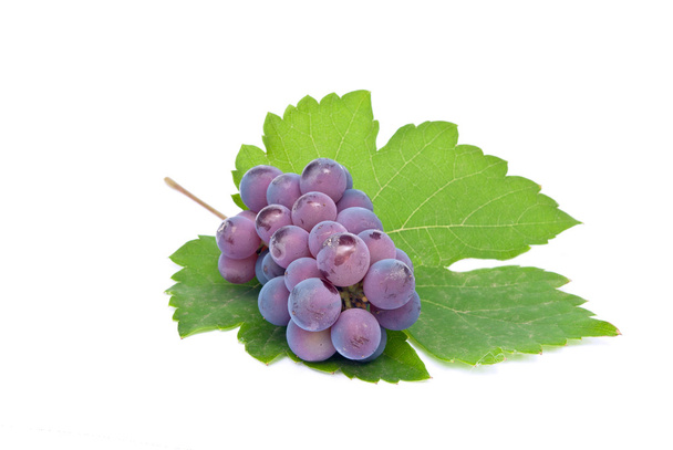 Blue grapes on grape leaves, isolated on a white background. - Photo, Image