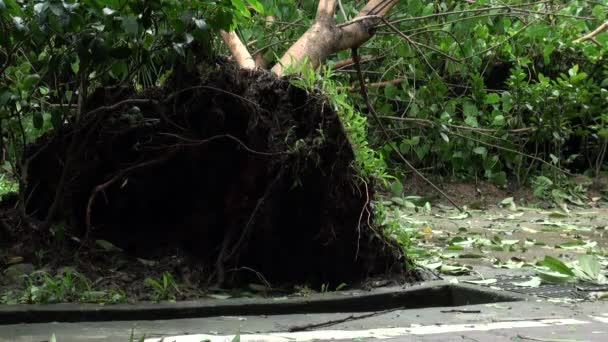 Statue Bouddha, racines d'arbres tombés et débris du parc Daan détruit par le typhon Soulik, à Taipei, Taiwan 2013. Parfait pour les vidéos sur les catastrophes naturelles, les typhons, les mousses, les ouragans.
 - Séquence, vidéo