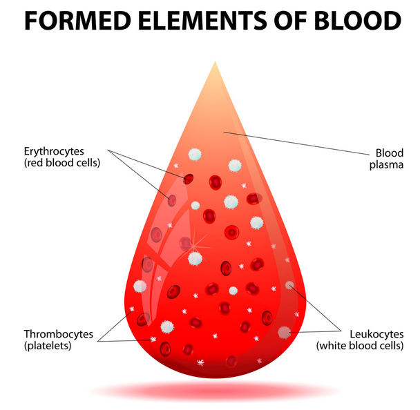 ein Tropfen Blut - Vektor, Bild