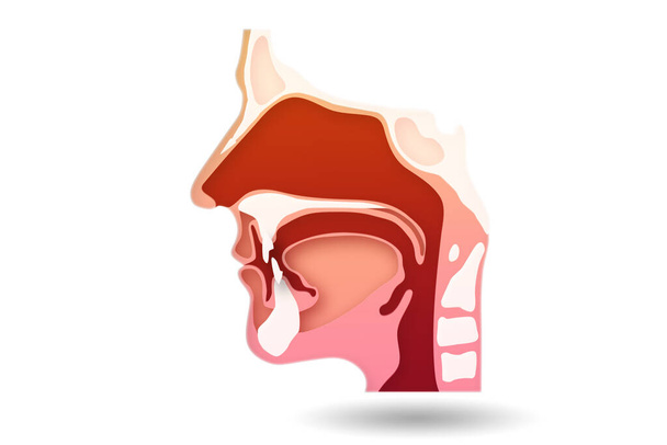 Illustration of human head with various organs - Photo, Image