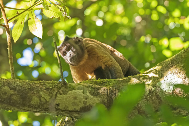 Mono capuchino con copetudo marrón en la selva tropical cerca de Alta Floresta, Brasil
 - Foto, Imagen