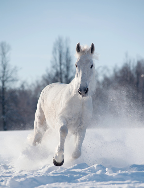 winter horse - Photo, Image
