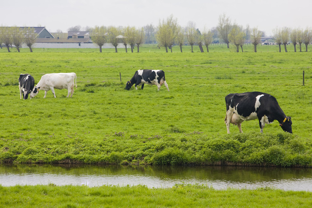 koeien, Nederland - Foto, afbeelding