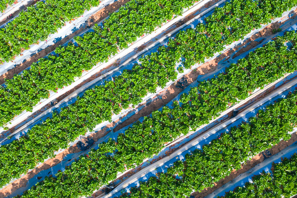 Jahodové pole, Zelené linie zralých rostlin plné červených jahod připravených ke sklizni na farmě - Fotografie, Obrázek