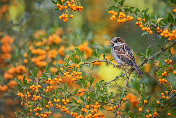 House Sparrow - Passer domesticus, common passerine bird from Worldwide gardens, fields and bushes, Zlin, Cseh Köztársaság. - Fotó, kép