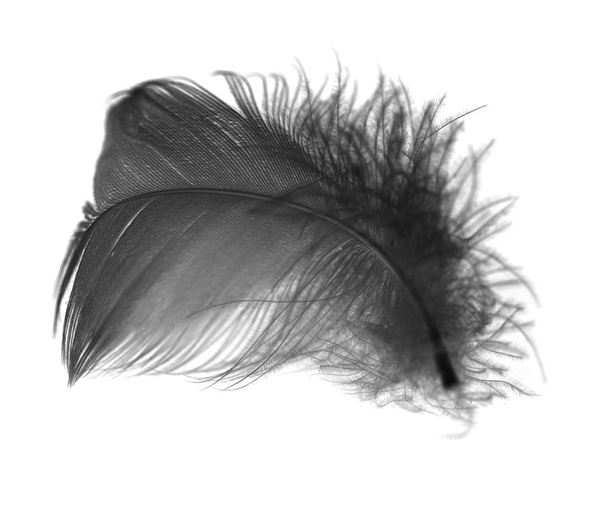 Feather - Φωτογραφία, εικόνα