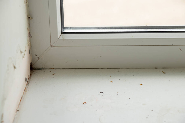 突き出た真菌を持った窓の眺め - 写真・画像