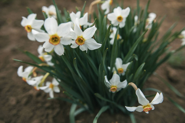 Narcissus grows in the garden - Photo, Image