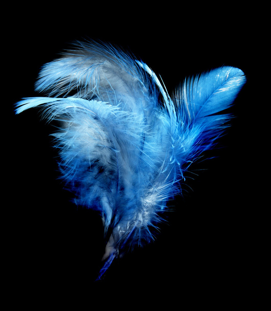 Feather - 写真・画像