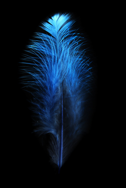 Feather - Photo, image