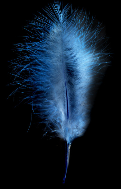 Feather - Foto, Bild