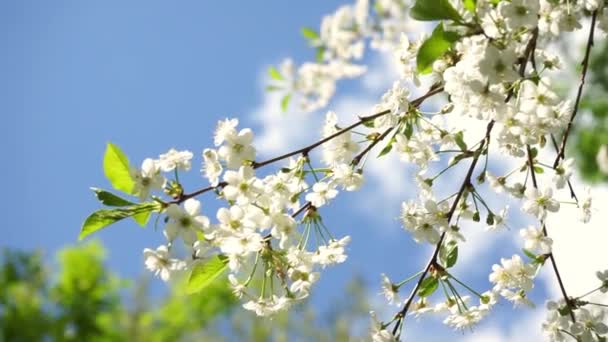 春の晴れた日に風に揺れる美しい桜の枝 - 映像、動画
