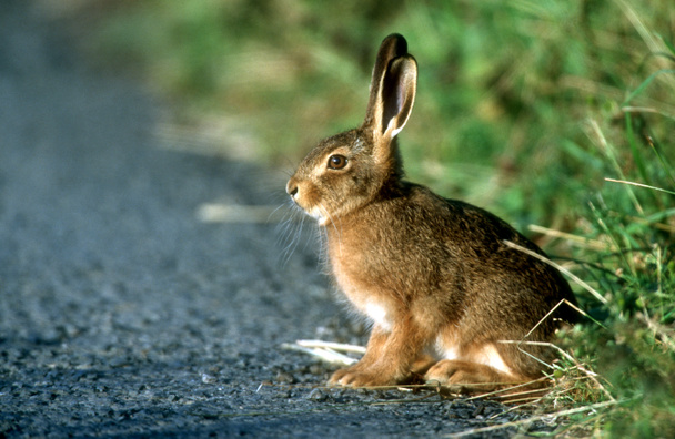 Brown hare, Lepus europaeus - Photo, Image