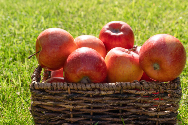 Rode appels in rieten mandje in de tuin - Foto, afbeelding