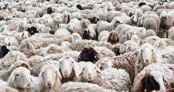Otlakta bir koyun sürüsü. - Fotoğraf, Görsel
