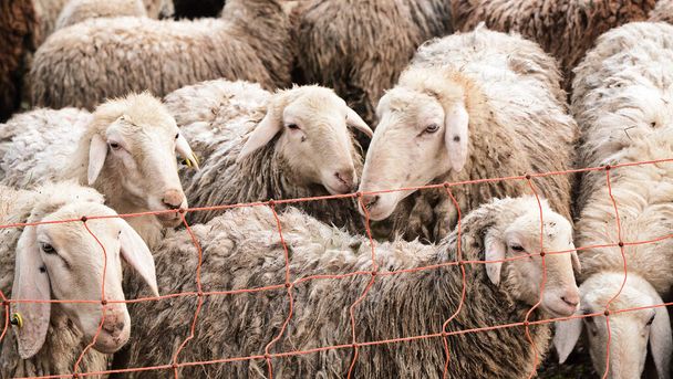 A flock of sheep in a meadow. - Foto, Imagen