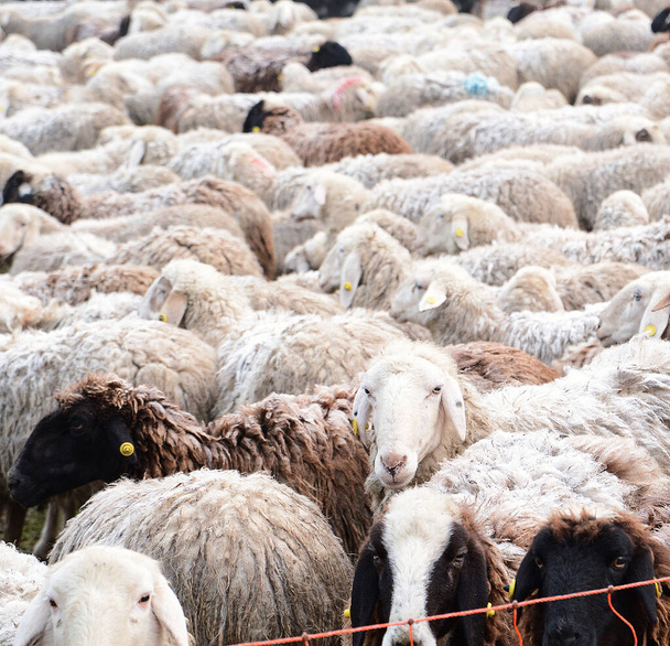 Un rebaño de ovejas en un prado. - Foto, imagen
