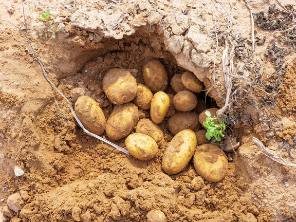 Patatas en el suelo en una pequeña granja ecológica
. - Foto, imagen